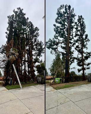 Untitled design (1).jpg